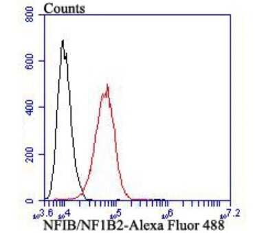 Flow Cytometry: NFIB Antibody (1H4) [NBP2-75590] - Analysis of SH-SY-5Y cells with NFIB/NF1B2 antibody at 1/100 dilution (red) compared with an unlabelled control (cells without incubation with primary antibody; black). Alexa Fluor 488-conjugated goat anti-mouse IgG was used as the secondary antibody.