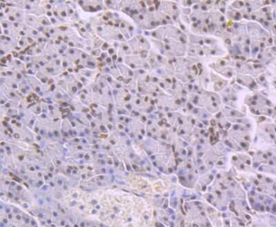 Immunohistochemistry-Paraffin: NFIB Antibody (1H4) [NBP2-75590] - Analysis of paraffin-embedded human pancreas tissue using anti-NFIB/NF1B2 antibody. Counter stained with hematoxylin.