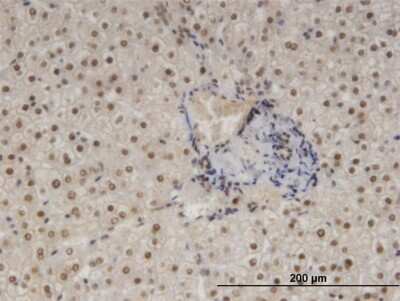 Immunohistochemistry-Paraffin: NFIB Antibody (2D6) [H00004781-M08] - Analysis of monoclonal antibody to NFIB on formalin-fixed paraffin-embedded human liver. Antibody concentration 3 ug/ml