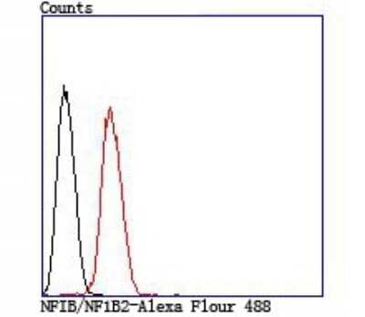 Flow Cytometry: NFIB Antibody [NBP2-75588] - Analysis of Hela cells with NFIB/NF1B2 antibody at 1/100 dilution (red) compared with an unlabelled control (cells without incubation with primary antibody; black).