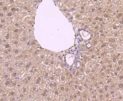 Immunohistochemistry-Paraffin: NFIB Antibody [NBP2-75588] - Analysis of paraffin-embedded mouse liver tissue using anti-NFIB/NF1B2 antibody. Counter stained with hematoxylin.