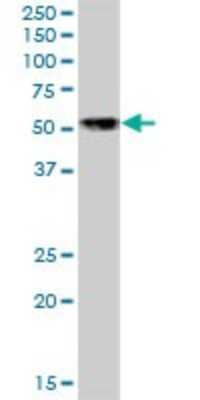 Western Blot: NFIB Antibody [H00004781-B01P] - Analysis of NFIB expression in U-2 OS.