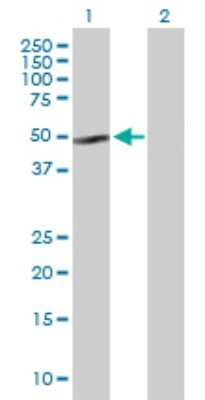 Western Blot: NFIB Antibody [H00004781-B01P] - Analysis of NFIB expression in transfected 293T cell line by NFIB polyclonal antibody.  Lane 1: NFIB transfected lysate(46.2 KDa). Lane 2: Non-transfected lysate.