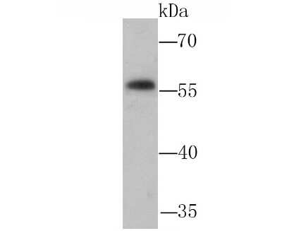 Western Blot: NFIB Antibody [NBP2-75588] - Analysis of NFIB/NF1B2 on PC-12 cell lysate using anti-NFIB/NF1B2 antibody at 1/1,000 dilution.
