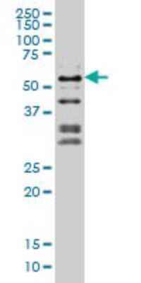 Western Blot: NFIC Antibody (1D6) [H00004782-M03] - Analysis of NFIC expression in Hela S3 NE (Cat # L013V3).