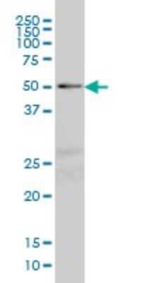 Western Blot: NFIC Antibody (2B6) [H00004782-M04] - Analysis of NFIC expression in Hela S3 NE (Cat # L013V3).