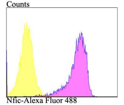 Flow Cytometry: NFIC Antibody [NBP2-76954] - Flow cytometric analysis of SiHa cells with Nfic antibody at 1/100 dilution (purple) compared with an unlabelled control (cells without incubation with primary antibody; yellow). Alexa Fluor 488-conjugated goat anti-rabbit IgG was used as the secondary antibody.