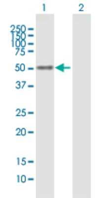 Western Blot: NFIX Antibody [H00004784-B01P] - Analysis of NFIX expression in transfected 293T cell line by NFIX polyclonal antibody.  Lane 1: NFIX transfected lysate(48.51 KDa). Lane 2: Non-transfected lysate.