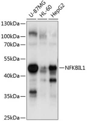 Western Blot: NFKBIL1 Antibody [NBP2-93532] - Analysis of extracts of various cell lines, using NFKBIL1 at 1:1000 dilution.Secondary antibody: HRP Goat Anti-Rabbit IgG (H+L) at 1:10000 dilution.Lysates/proteins: 25ug per lane.Blocking buffer: 3% nonfat dry milk in TBST.Detection: ECL Basic Kit .Exposure time: 1s.