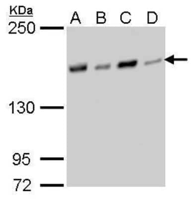 Western Blot: NFKBIL2 Antibody (377) [NBP2-43742] - Analysis of A. 30 ug 293T whole cell lysate/extract B. 30 ug A431 whole cell lysate/extract C. 30 ug HeLa whole cell lysate/extract D. 30 ug HepG2 whole cell lysate/extract 5 % SDS-PAGE NFKBIL2 antibody [377] dilution: 1:1000.