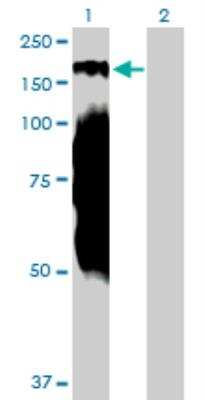 Western Blot: NFKBIL2 Antibody [H00004796-B01P] - analysis of NFKBIL2 expression in transfected 293T cell line by NFKBIL2 MaxPab polyclonal antibody. Lane 1: NFKBIL2 transfected lysate (134.09 KDa). Lane 2: Non-transfected lysate.