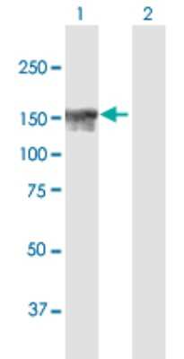 Western Blot: NFKBIL2 Antibody [H00004796-B01P] - Analysis of NFKBIL2 expression in transfected 293T cell line by NFKBIL2 polyclonal antibody.  Lane 1: NFKBIL2 transfected lysate(134.09 KDa). Lane 2: Non-transfected lysate.