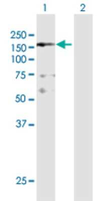 Western Blot: NFKBIL2 Antibody [H00004796-D01P] - Analysis of NFKBIL2 expression in transfected 293T cell line by NFKBIL2 polyclonal antibody.Lane 1: NFKBIL2 transfected lysate(132.90 KDa).Lane 2: Non-transfected lysate.