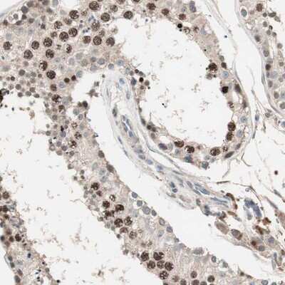Immunohistochemistry-Paraffin: NFRKB Antibody [NBP1-85096] - Staining of human testis shows strong nuclear positivity in cells in seminiferus ducts.