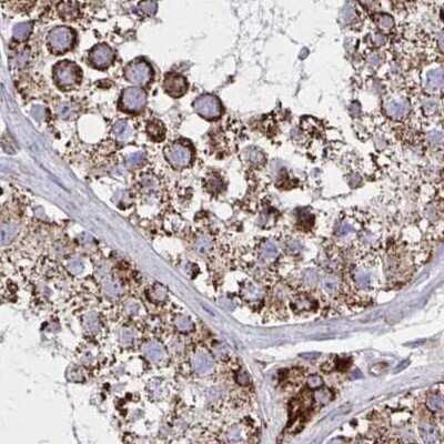 Immunohistochemistry-Paraffin: NFS1 Antibody [NBP2-37933] - Staining of human testis.