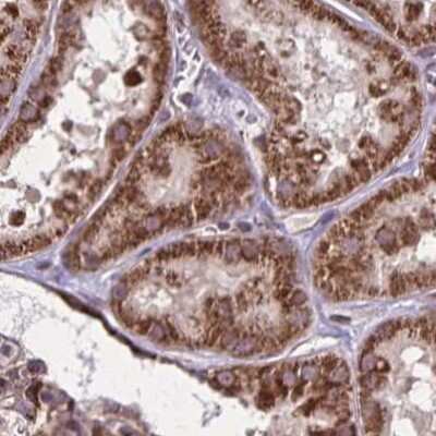 Immunohistochemistry-Paraffin: NFS1 Antibody [NBP2-38737] - Staining of human kidney.