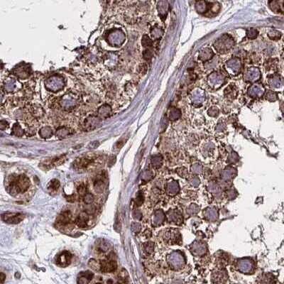 Immunohistochemistry-Paraffin: NFS1 Antibody [NBP2-38737] - Staining of human testis.