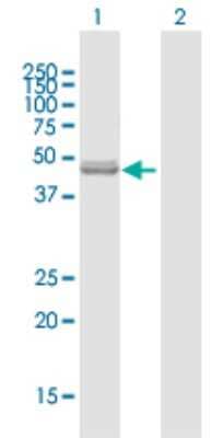 Western Blot: NFS1 Antibody [H00009054-B01P] - Analysis of NFS1 expression in transfected 293T cell line by NFS1 polyclonal antibody.  Lane1:NFS1 transfected lysate(50.27 KDa). Lane2:Non-transfected lysate.