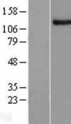 Western Blot NFX1 Overexpression Lysate