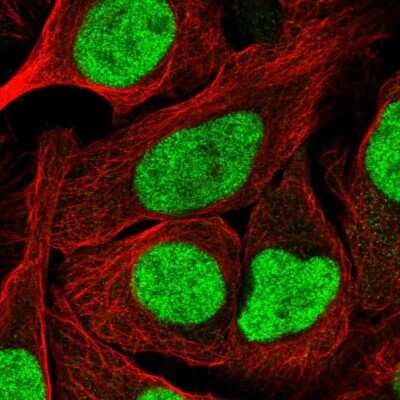 Immunocytochemistry/Immunofluorescence: NFYA Antibody [NBP2-48977] - Staining of human cell line U-2 OS shows localization to nucleoplasm. Antibody staining is shown in green.