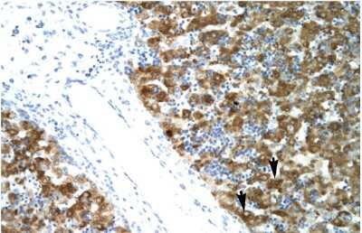 Immunohistochemistry: NFYA Antibody [NBP2-87908] - Human Liver