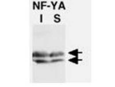 Western Blot: NFYA Antibody [NB600-481] - Lane 1: CHO-7 cells were cultured in the absence (I) of cholesterol. Lane 2: CHO-7 cells were cultured in the presence (S) of cholesterol. Load: 35 ug per lane. Primary antibody: NF-YA antibody at 1:1000 for overnight at 4C. Secondary antibody: HRP conjugated Goat-anti-Rabbit IgG [H&L] secondary antibody at 1:10,000 for 45 min at RT. Block: 5% BLOTTO overnight at 4C. Predicted/Observed size: NF-YA recognized as a doublet of 42 kDa in size. Other band(s): none.