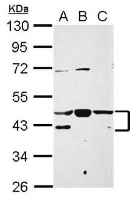 Western Blot: NFYA Antibody [NBP2-19533] - Sample (30 ug of whole cell lysate) A: A431 B: HeLa C: HepG2 10% SDS PAGE gel, diluted at 1:3000.