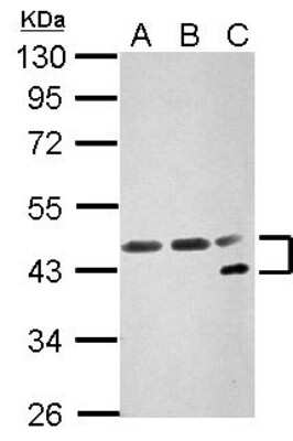 Western Blot: NFYA Antibody [NBP2-19533] - Sample (30 ug of whole cell lysate) A: NIH-3T3 B: JC C: BCL-1 10% SDS PAGE gel, diluted at 1:3000.