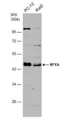 Western Blot: NFYA Antibody [NBP2-19533] - Various whole cell extracts (30 ug) were separated by 10% SDS-PAGE, and the membrane was blotted with NFYA antibody diluted at 1:3000.