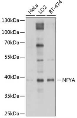 Western Blot: NFYA Antibody [NBP2-93683] - Analysis of extracts of various cell lines, using NFYA at 1:1000 dilution.Secondary antibody: HRP Goat Anti-Rabbit IgG (H+L) at 1:10000 dilution.Lysates/proteins: 25ug per lane.Blocking buffer: 3% nonfat dry milk in TBST.Detection: ECL Basic Kit .Exposure time: 10s.