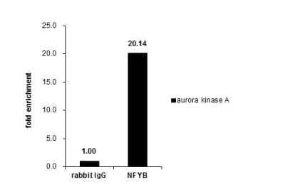 Chromatin Immunoprecipitation (ChIP): NFYB Antibody [NBP2-19535] - Cross-linked ChIP was performed with HeLa chromatin extract and 5 ug of either control rabbit IgG or anti-NFYB antibody. The precipitated DNA was detected by PCR with primer set targeting to aurora kinase A.ChIP experiment and primer designs are based on Nucleic Acids Res. 2006;34(21):6272-85.
