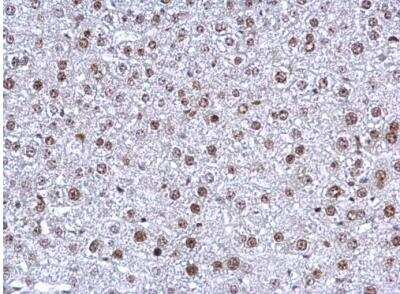 Immunohistochemistry-Paraffin: NFYB Antibody [NBP2-19534] - Paraffin-embedded mouse liver.  NFYB antibody [N1C3-2] diluted at 1:500