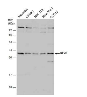 Western Blot: NFYB Antibody [NBP2-19535] - Various whole cell extracts (30 ug) were separated by 12% SDS-PAGE, and the membrane was blotted with NFYB antibody diluted at 1:1000. The HRP-conjugated anti-rabbit IgG antibody (NBP2-19301) was used to detect the primary antibody.