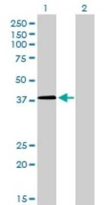 Western Blot: NFYC Antibody (1D3) [H00004802-M01] - Analysis of NFYC expression in transfected 293T cell line by NFYC monoclonal antibody (M01), clone 1D3.Lane 1: NFYC transfected lysate(37.2 KDa).Lane 2: Non-transfected lysate.