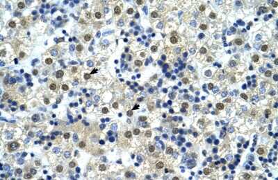 Immunohistochemistry: NFYC Antibody [NBP2-87910] - Human Liver