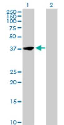 Western Blot: NFYC Antibody [H00004802-D01P] - Analysis of NFYC expression in transfected 293T cell line by NFYC polyclonal antibody.Lane 1: NFYC transfected lysate(37.20 KDa).Lane 2: Non-transfected lysate.