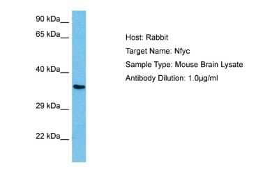 Western Blot: NFYC Antibody [NBP2-87910] - Host: Mouse. Target Name: NFYC. Sample Tissue: Mouse Brain. Antibody Dilution: 1ug/ml