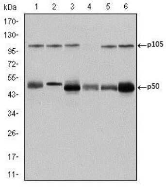 Western Blot: NFkB p105/p50 Antibody (5D10) [NBP2-22202] - Western blot analysis using NFkB p105/p50 mouse mAb against K562 (1), Jurkat (2), A431 (3), Hela (4), THP-1 (5) and MCF-7 (6) cell lysate.