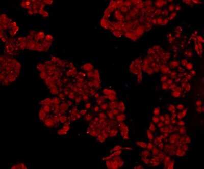 Immunocytochemistry/Immunofluorescence: NFkB p105/p50 Antibody (A2-7) [NBP2-66976] - Staining NFkB p105 / p50 in HepG2 cells (red). Cells were fixed in paraformaldehyde, permeabilised with 0.25% Triton X100/PBS.