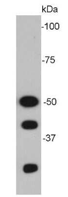 Western Blot: NFkB p105/p50 Antibody (A2-7) [NBP2-66976] - Analysis of NFkB p105 / p50 on MCF-7 cell lysate.