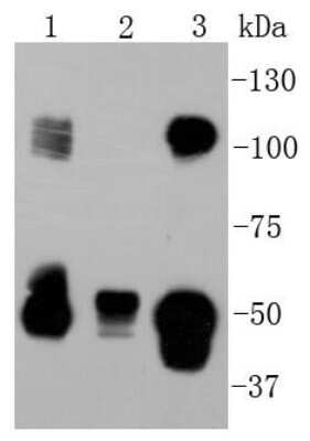 Western Blot: NFkB p105/p50 Antibody (SZ20-01) [NBP2-67356] - Analysis of NFkB p105/p50 on different lysates using anti-NFkB p105/p50 antibody at 1/1,000 dilution. Positive control: Lane 1: PC-12 Lane 2: NIH/3T3 Lane 3: Hela