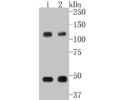 Western Blot: NFkB p105/p50 Antibody (SZ20-01) [NBP2-67356] - Western blot analysis of NFkB p105/p50 on different lysates. Proteins were transferred to a PVDF membrane and blocked with 5% BSA in PBS for 1 hour at room temperature. The primary antibody (1/500) was used in 5% BSA at room temperature for 2 hours. Goat