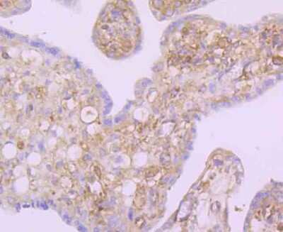 Immunohistochemistry-Paraffin: NFkB2/NFkB p100 Antibody (JM82-03) [NBP2-66977] - Analysis of paraffin-embedded human placenta tissue using anti-NFkB p100 antibody. Counter stained with hematoxylin.