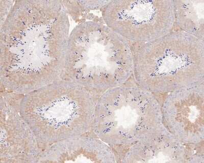 Immunohistochemistry-Paraffin: NFkB2/NFkB p100 Antibody (JM82-03) [NBP2-66977] - Analysis of paraffin-embedded mouse testis tissue with Rabbit anti-NFkB2/NFkB p100 antibody washed with ddH2O and PBS, and then probed with the primary antibody  at 1/50 dilution for 1 hour at room temperature. The detection was performed using an HRP conjugated compact polymer system. DAB was used as the chromogen. Tissues were counterstained with hematoxylin and mounted with DPX.