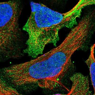 Immunocytochemistry/Immunofluorescence: NG2/MCSP Antibody [NBP2-56911] - Staining of human cell line U-2 OS shows localization to nucleus & plasma membrane. antibody staining is shown in green.