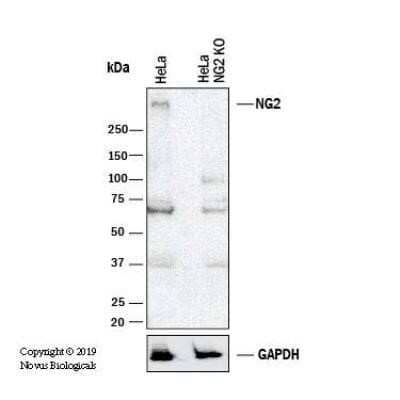 Western Blot: NG2/MCSP Antibody (LHM 2) - Azide and BSA Free [NBP2-80873] - Western blot shows lysates of HeLa human cervical epithelial carcinoma parental cell line and NG2/MCSP (LHM2) knockout (KO) HeLa cell line. PVDF membrane was probed with 1.0 ug/ml of Mouse Anti-Human NG2/MCSP (LHM2) Polyclonal Antibody (Catalog # NB100-2688) followed by HRP-conjugated Anti-Mouse IgG Secondary Antibody (Catalog #HAF018). Specific band was detected for NG2/MCSP (LHM2) at approximately 300 kDa (as indicated) in the parental HeLa cell line, but is not detectable in the knockout HeLa cell line. This experiment was conducted under reducing conditions. Image from the standard format of this antibody.
