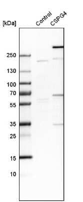 Western Blot: NG2/MCSP Antibody [NBP1-89682] - Analysis in control (vector only transfected HEK293T lysate) and CSPG4 over-expression lysate (Co-expressed with a C-terminal myc-DDK tag (3.1 kDa) in mammalian HEK293T cells).