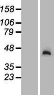 Western Blot NGDN Overexpression Lysate