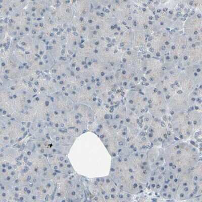 Immunohistochemistry-Paraffin: NGEF Antibody [NBP1-88820] - Staining of human Pancreas shows no cytoplasmic positivity in exocrine glandular cells as expected.