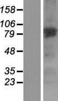 Western Blot NGEF Overexpression Lysate